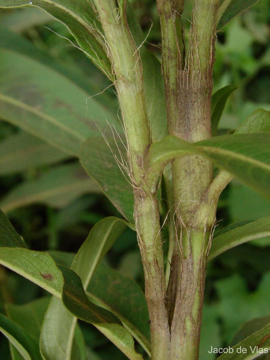 Persicaria barbata (L.) H.Hara